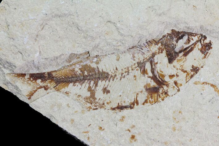Cretaceous Fossil Fish (Armigatus) - Lebanon #70031